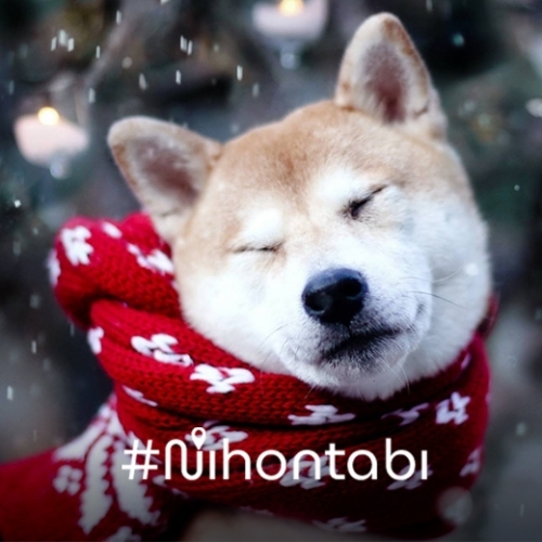 Akita - hành trình khó quên tìm về quê hương của loài quốc khuyển Nhật Bản